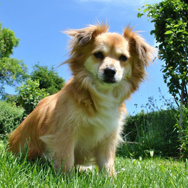 In vacanza con il cane in Valle di Ledro e Trentino