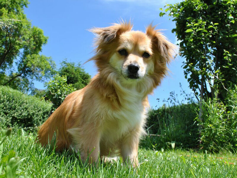 Mit dem Hund im Urlaub im Ledrotal und Trentino